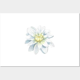 White and yellow dahlia flower watercolor painting Posters and Art